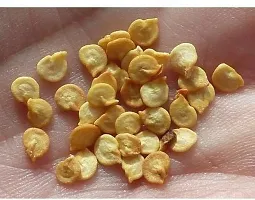 Baishnab Capcicum seed 360 per packet  rbShimla Mirch  Capsicum Hybrid Vegetable Seeds   S7356360PIECE-thumb3