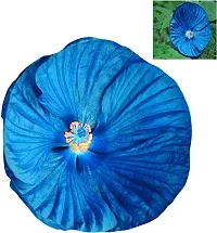 Baishnab Hibiscus Flower Seed Seed RH556 PS50FUB6276SSD50PIECE-thumb2