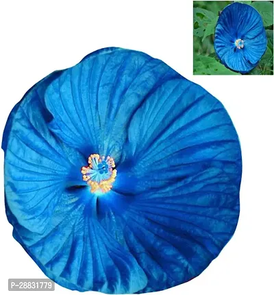 Baishnab Hibiscus Flower Seed Seed RH556 PS50FUB6276SSD50PIECE-thumb3