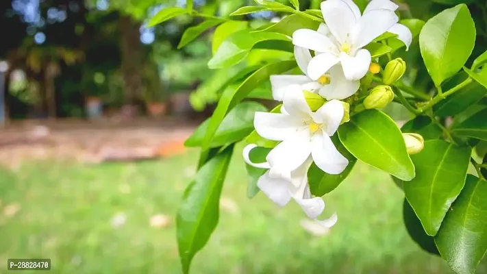 Baishnab  jasmine plant 9831 Jasmine Plant-thumb0