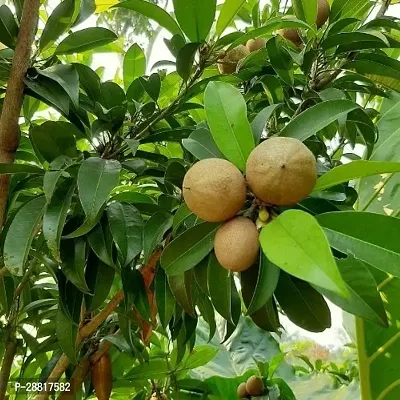 Baishnab  Chiku Plant 45 Chiku Plant