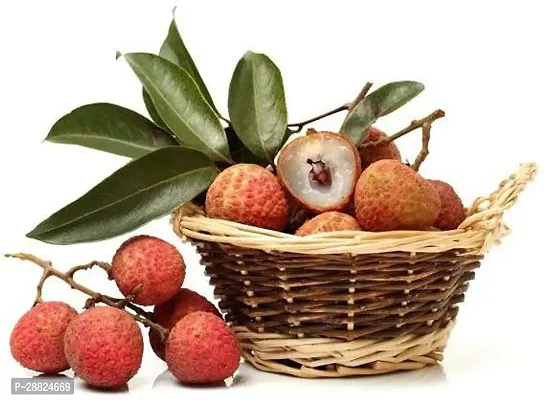 Baishnab  LMM11 Litchi Plant