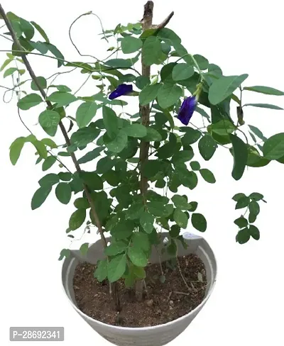 Baishnab Aparajita Butterfly Pea Plant medicinal plantFlower aprajita plants-107-thumb2