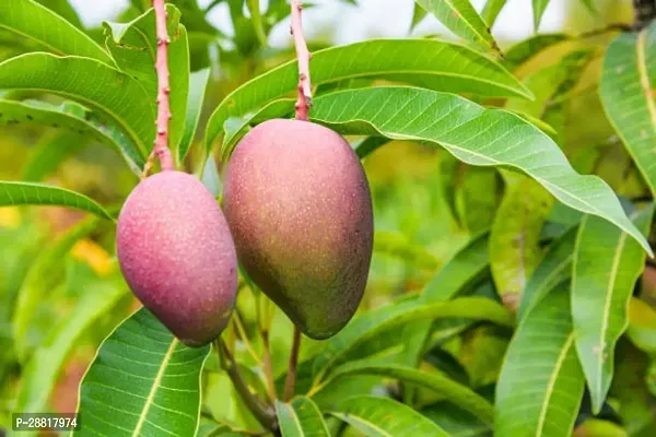 Baishnab  miyazaki04 Mango Plant