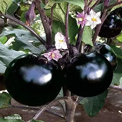 Baishnab BAGUN SED 100 PS JJBrinjal Big Green Eggplant Seeds Finest 100 Seeds BS146100PIECE