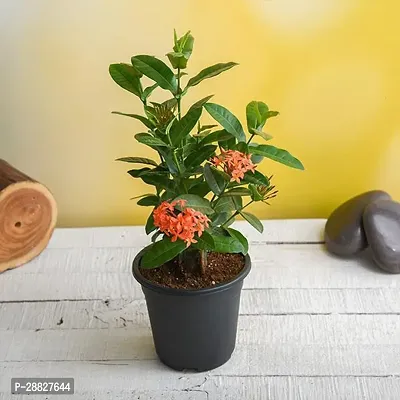 Baishnab  Ixora Any Color  Plant Exotic Succulen-thumb0