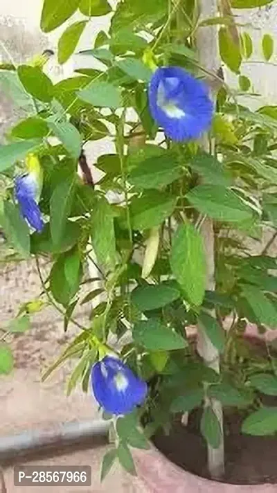 Baishnab Aparajita Butterfly Pea Plant Aparajita Flower Plant (A5)-thumb0