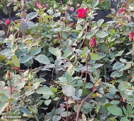 Baishnab Rose Plant rose71