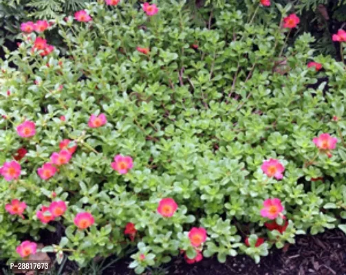 Baishnab  Portulaca Flower Plant P008 Portulaca Pla