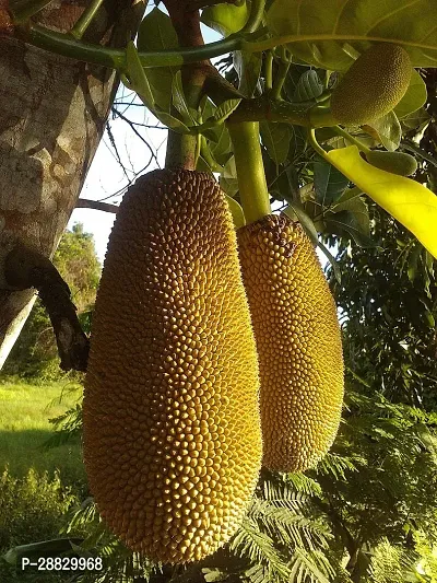 Baishnab  JackfruitKathal Live Plant CF018911 Ja