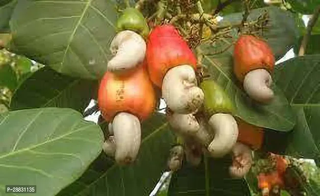 Baishnab  CashewnutHybrid Plant0179 Cashew Apple P