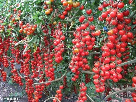 Baishnab Tomato seed 950ps mc frhF1 Hybrid Tomato Vegetable Seeds For Planting F229950PIECE