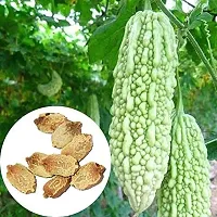 Baishnab Karala Seed 50 PSAS 2650PIECE-thumb1