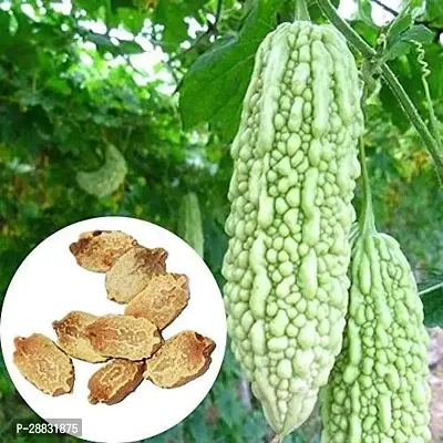 Baishnab Karala Seed 50 PSAS 2650PIECE-thumb2