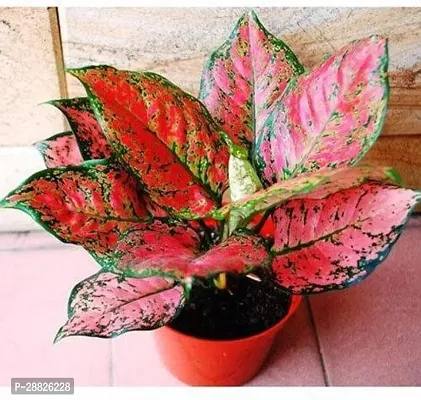 Baishnab  Aglaonema   indoor plant Aglaonema Plant