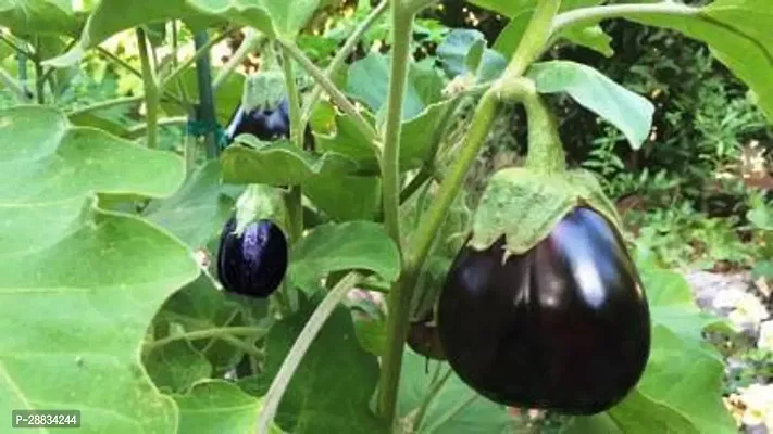 Baishnab Brinjal seed g 100prpkBrinjal  seeds100PIECE-thumb0