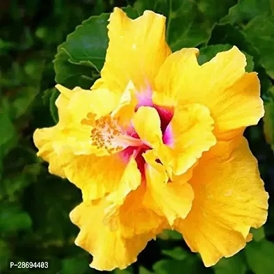 Baishnab Hibiscus Plant yellow hibiscu