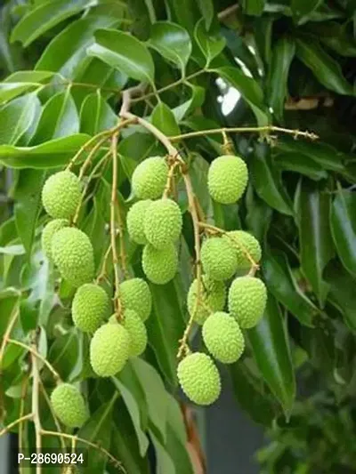 Baishnab Litchi Plant litchi plant pack of 11-thumb0