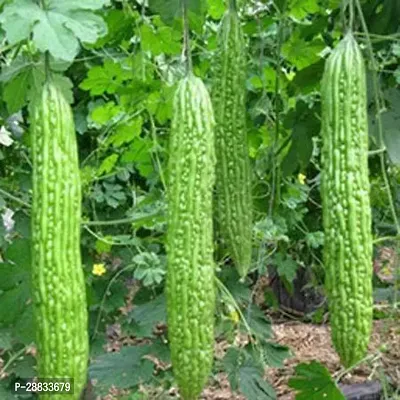 Baishnab Earth Seeds R 97Bitter Gourd 40100PIECE-thumb0