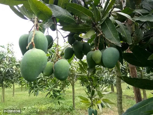 Baishnab  Dasheri Mangoes  Fruit Live Plant Mango P