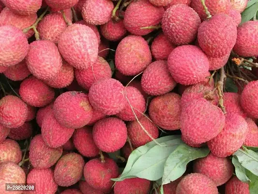 Baishnab  MMN211 Litchi Plant-thumb0