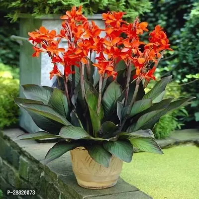 Baishnab  Canna Lily Plant18 Canna Lily Plant-thumb0