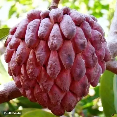 Baishnab  Custard Apple Live Plant CF0096 Custard