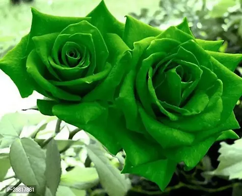 Baishnab  Rose Plant  RoyalGreen  Rose Plant