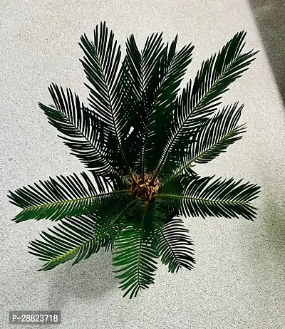 Baishnab  Cycas Revoluta Plant Live Plant CF77 Cy