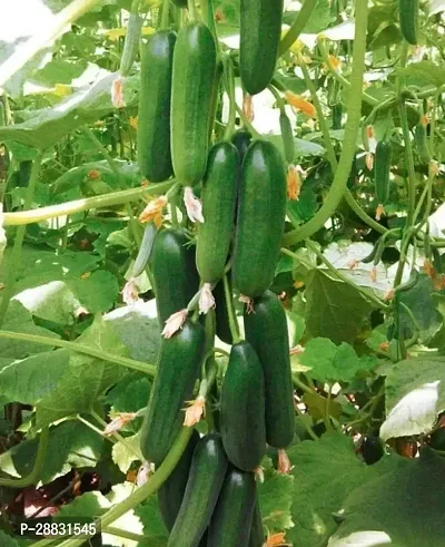 Baishnab Cucumber Seed 40 psCucumberseed40PIECE-thumb0