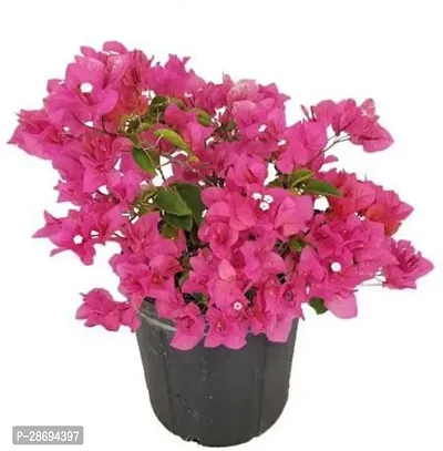 Baishnab Bougainvillea Plant RH219-thumb0