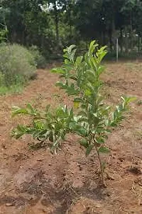 Baishnab Guava Plant GUAVA PLANT NNJJII0-thumb1