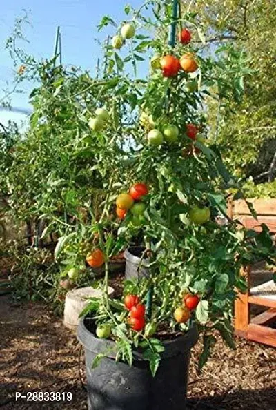 Baishnab Earth Seeds P35Tomato Seeds 4175PIECE-thumb0