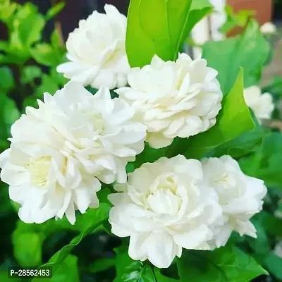 Baishnab Jasmine Plant Arabian Jasmine Double Petal Live Flower Plant CF2119-thumb0