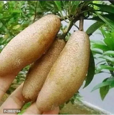 Baishnab  Live Fruit Hybrid Sapodilla Sapota  Langc-thumb0