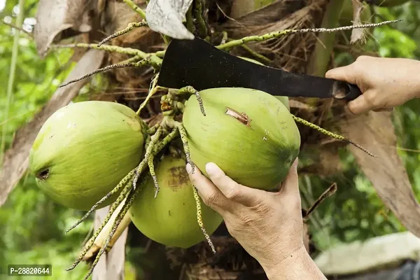 Baishnab  CAC01 Coconut Plant