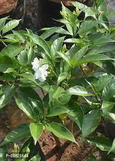 Baishnab  tz01 Jasmine Plant