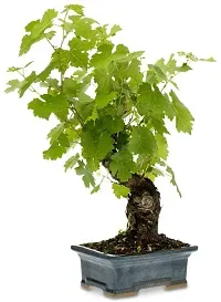 Baishnab Grape Plant Live Plant Grape Fruit Long Green Angkor Grape Exotic Rare Air Layered plant (1 Healthy Plant with Poly Bag)-thumb2