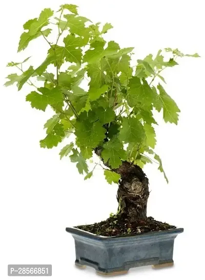 Baishnab Grape Plant Live Plant Grape Fruit Long Green Angkor Grape Exotic Rare Air Layered plant (1 Healthy Plant with Poly Bag)-thumb3