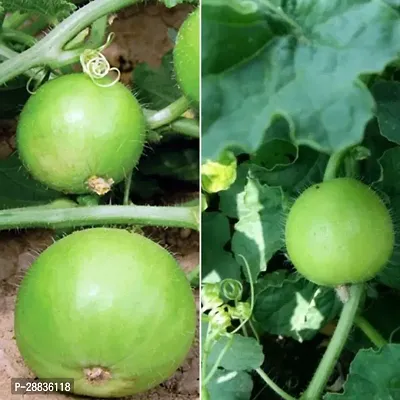 Baishnab GOURD SEEDS 55PSSeed  50 Org 6650PIECE