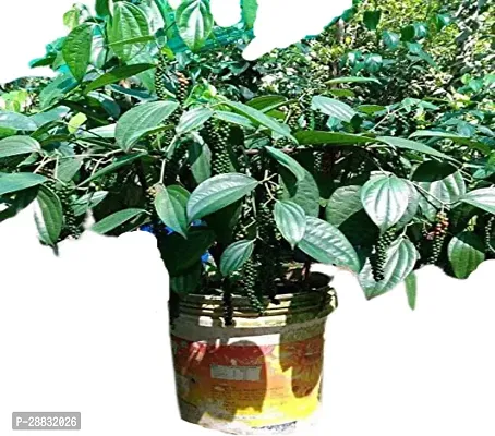 Baishnab  Kesar Black Pepper Plant For Outdoor Gard-thumb0