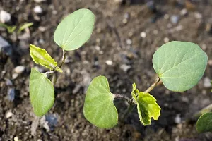 Baishnab Okra seed 100ps mc fgju100 Green Okra 822100PIECE-thumb2