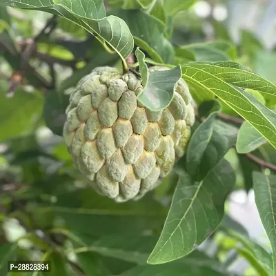 Baishnab  Custard Apple Live Plant Disha3090126