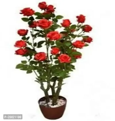 Baishnab  Climbing Red Rose Courtyard Plants Flower-thumb0