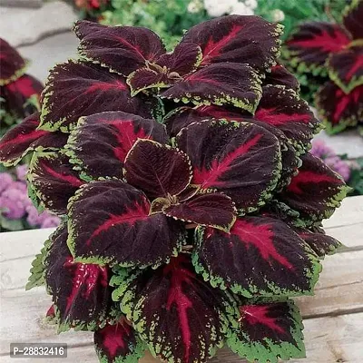 Baishnab  Coleus Maroon Green  Plant Coleus Plan-thumb0