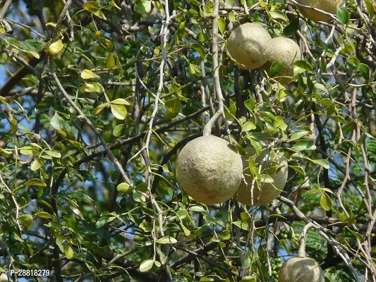 Baishnab  PLANTWOODAPPLE3 Custard Apple Plant-thumb0