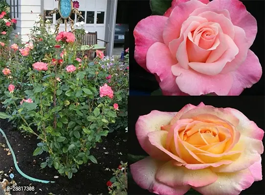 Baishnab  Monaco  Rose Plant R3rr Rose Plant-thumb0