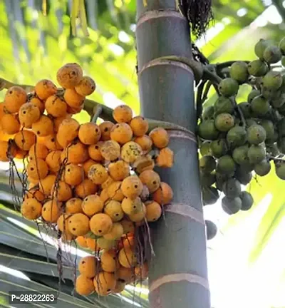 Baishnab  Assam Betel Nut Betel NutSupari Plant