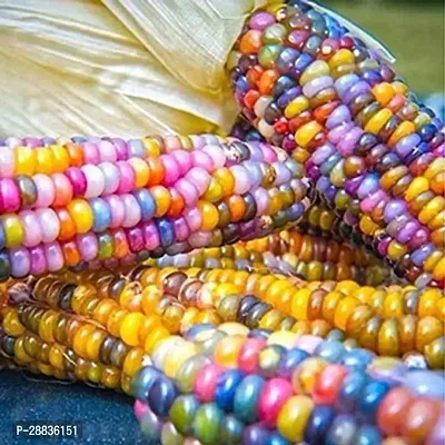 Baishnab fcORN SED 10 PS HHGBNCorn  Seeds  VXL 69310PIECE