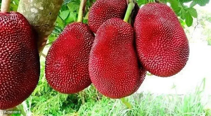 Baishnab  Air Layered Red Jackfruit Plant CF01 Ja